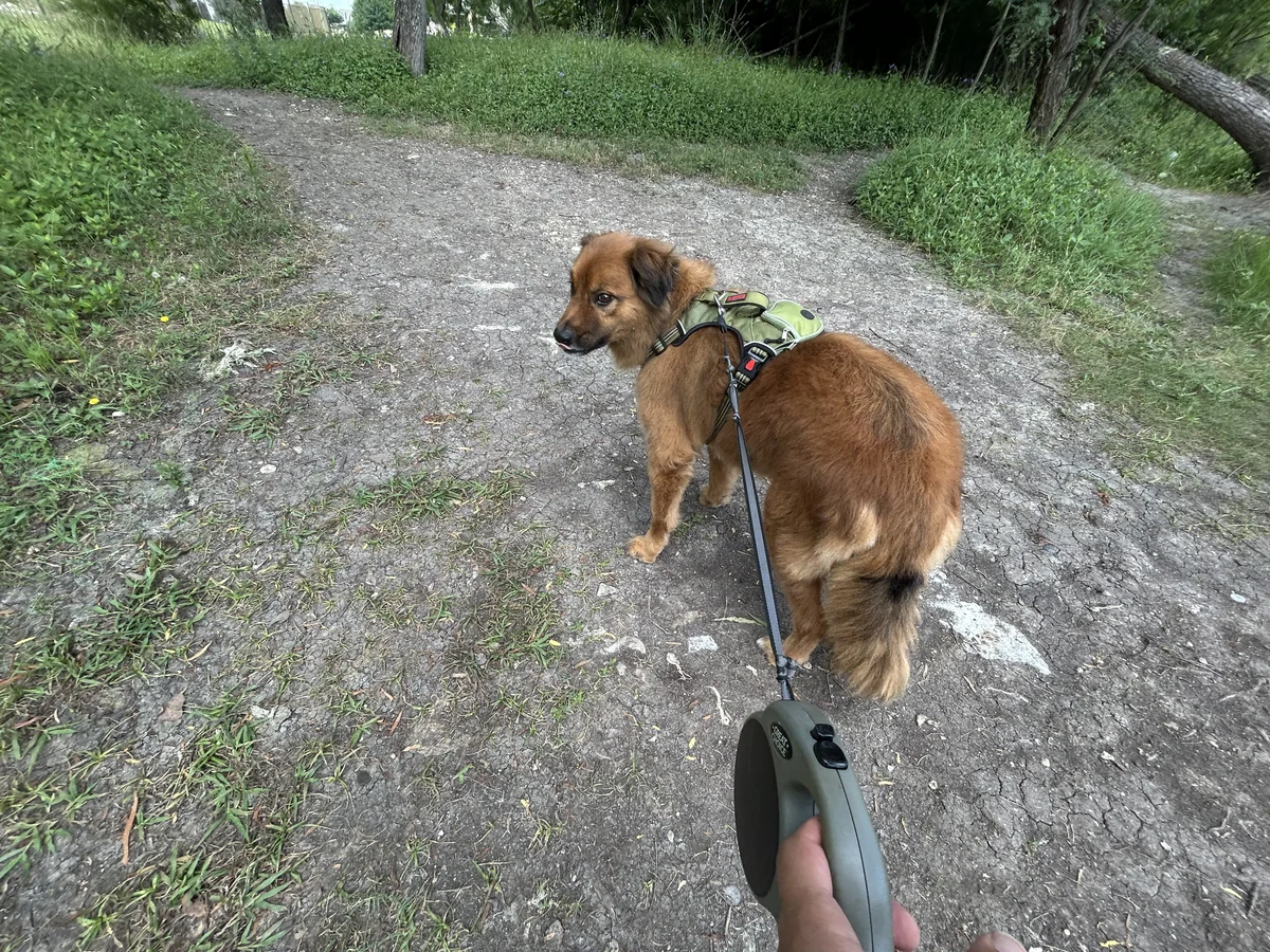 Kujo looking back during a walk on a wooded trail